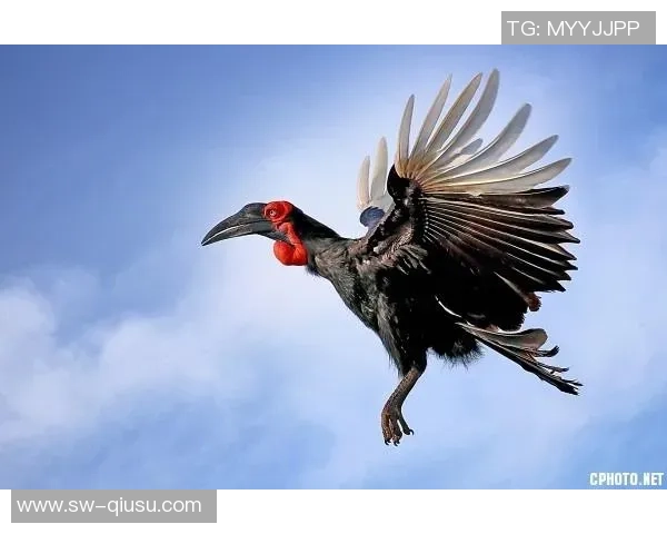 堪萨斯城竞技对战明尼苏达联的精彩赛事开赛时间揭晓